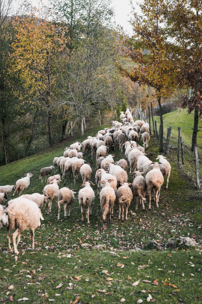 Agnelli di Zeri dans les pâturages