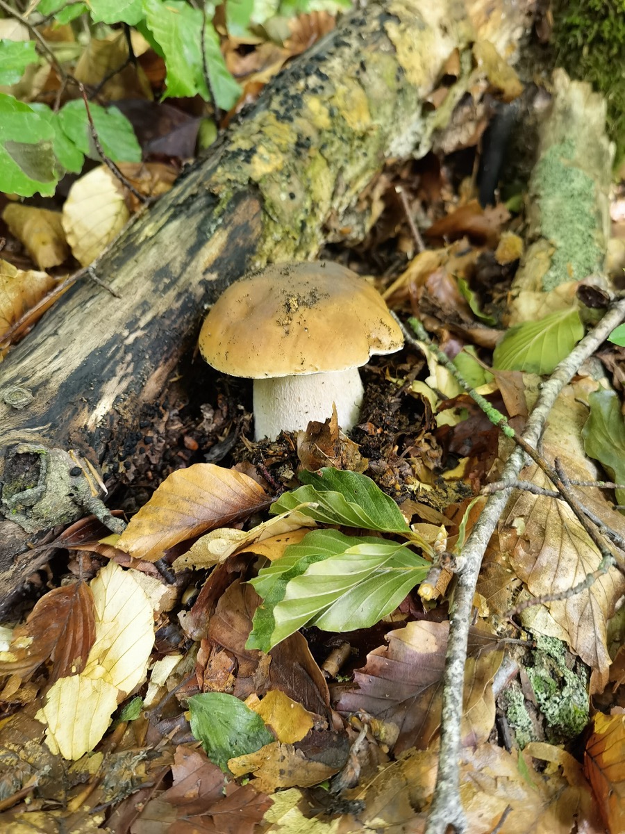 Cèpes en sous-bois
